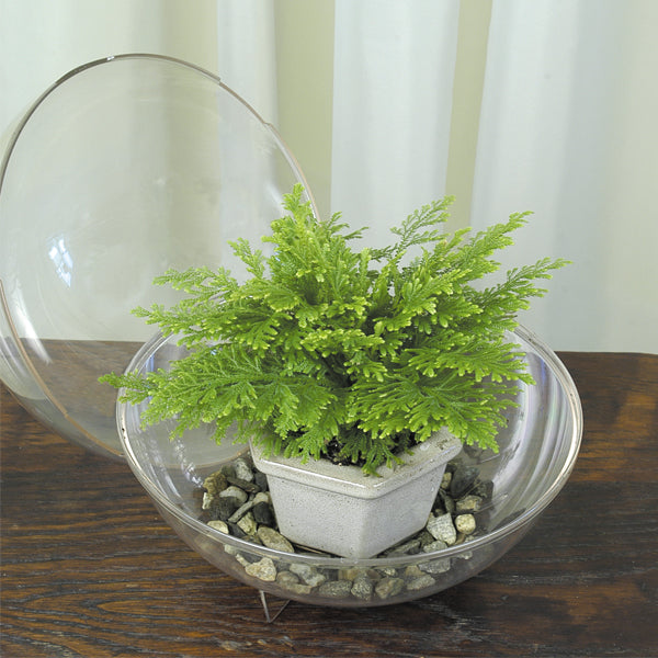 Moss Fern (Selaginella pallescens)