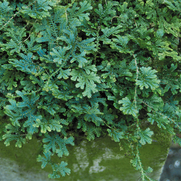 Peacock Moss (Selaginella uncinata)