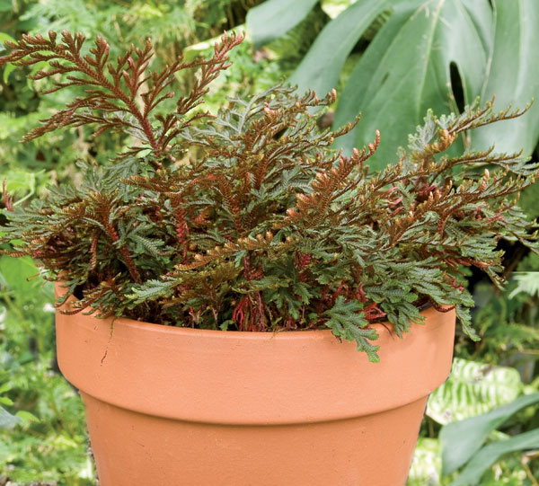 Ruby Red Club Moss (Selaginella erythropus ‘Sanguinea’)