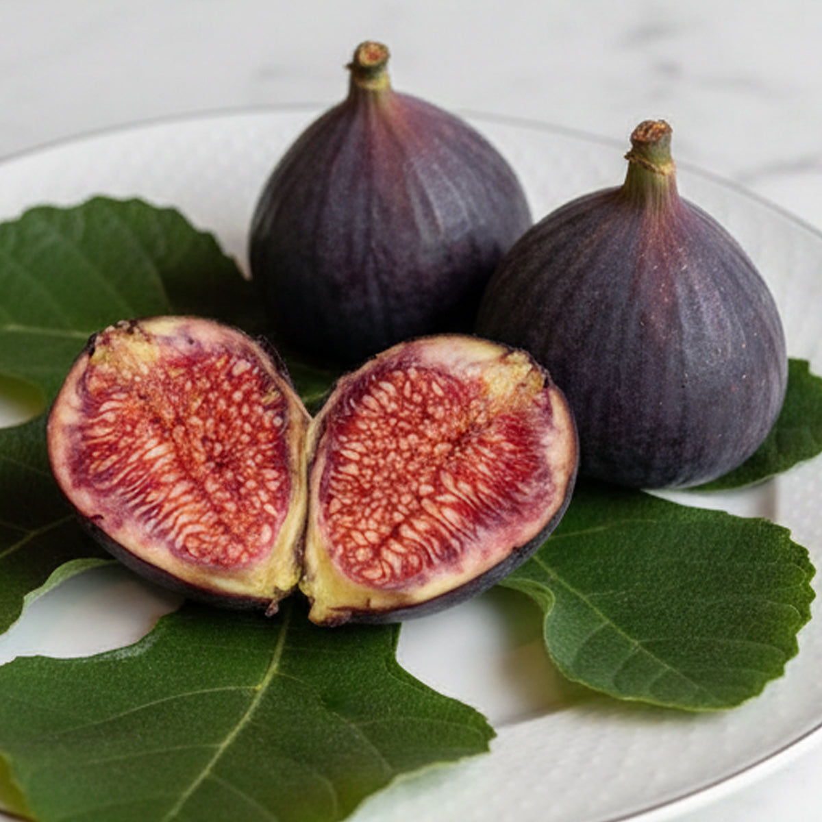 Purple Fig Tree Volette de Bordeaux for sale