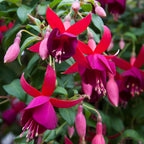 Fuchsia ‘Lord Beaconsfield’ plant for sale