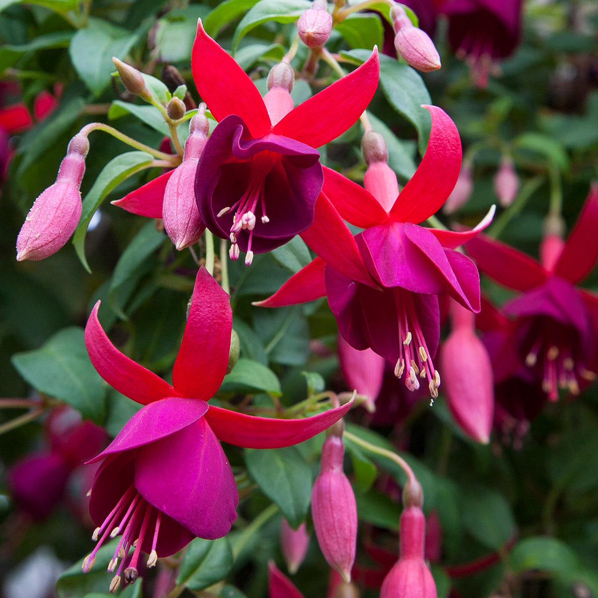 Fuchsia ‘Lord Beaconsfield’ plant for sale