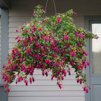 Fuchsia ‘Lord Beaconsfield’ plant for sale