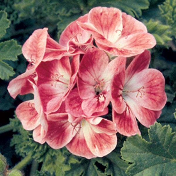 Geranium ‘Apricot’ (Pelargonium hybrid)