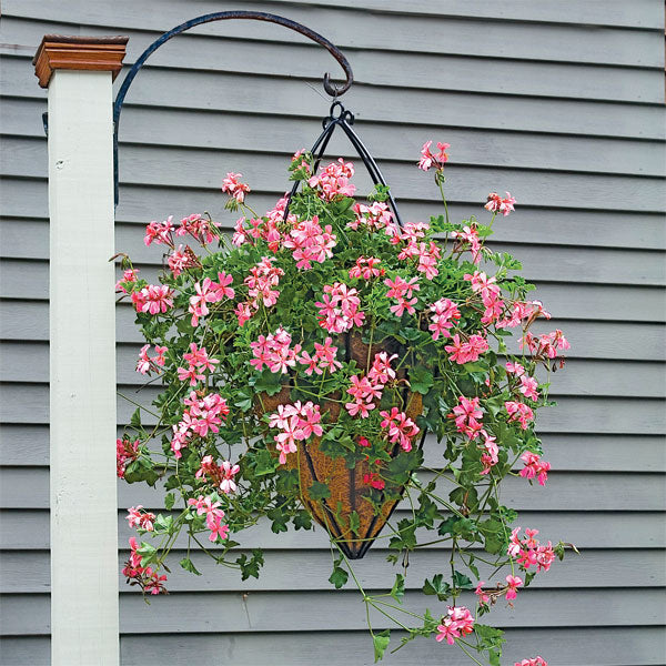 Swiss Balcony Geranium ‘Desrumeaux’ (Pelargonium peltatum)