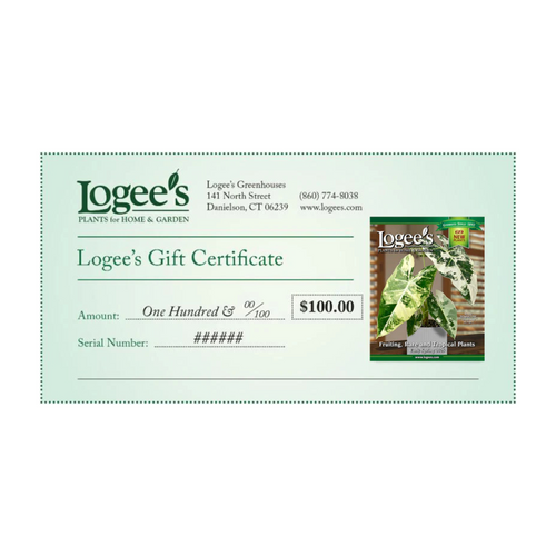 Gift Certificate