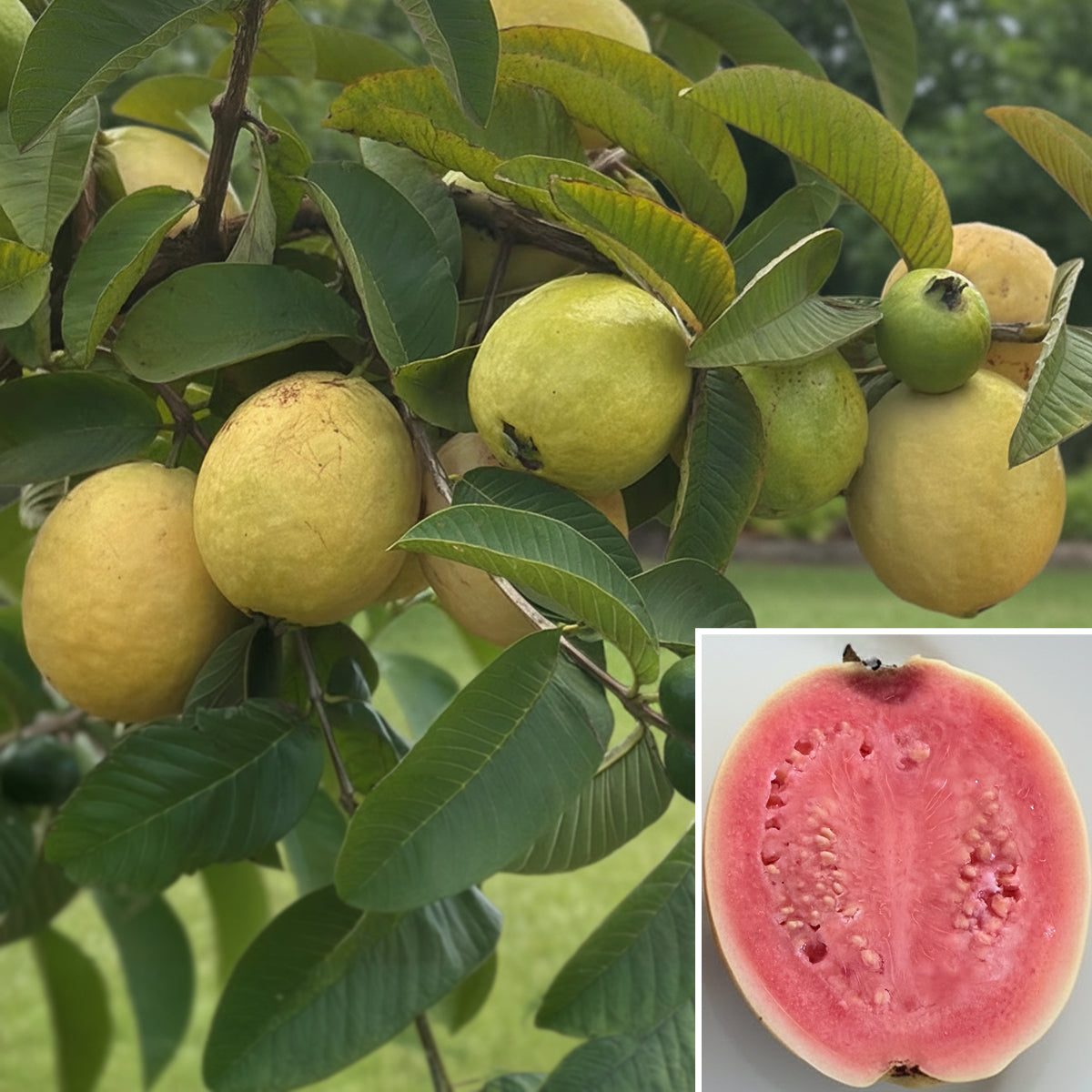 Guava Tree 'Ka Hua Kula' for Sale – Logee's Plants