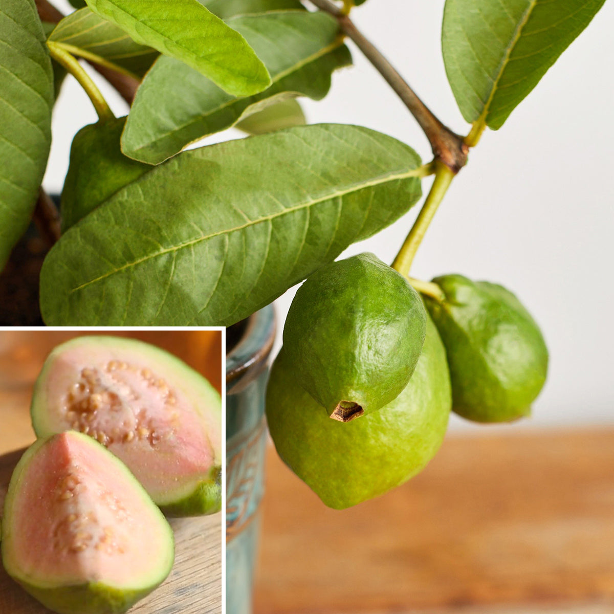 Guava Tree 'Tropical Pink'