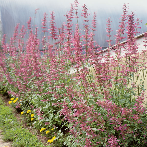 Hummingbird Mint 'Tutti-Frutti' (Agastache)