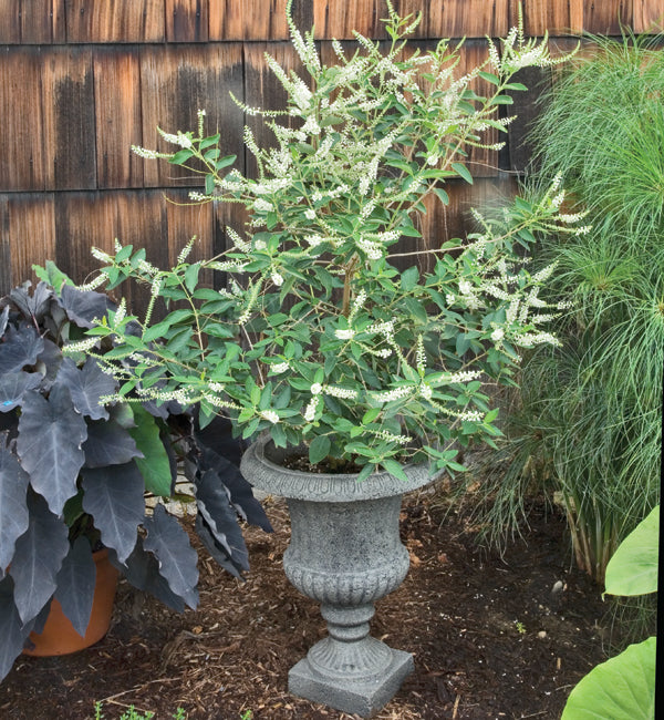 Sweet Almond Verbena (Aloysia virgata)