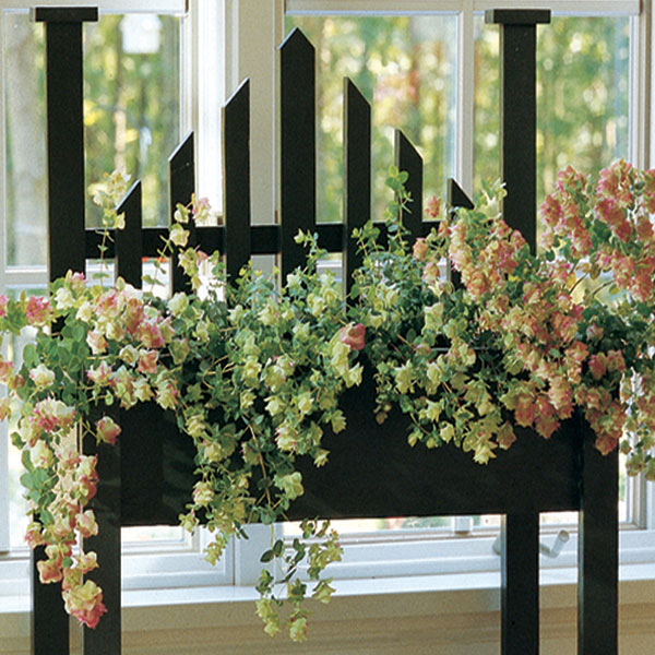 Ornamental Oregano ‘Kent Beauty’ (Origanum rotundifolium)