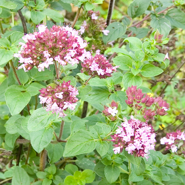 Oregano (Origanum vulgare)