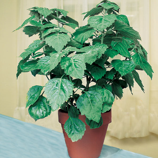 Java Patchouli (Pogostemon heyneanus)