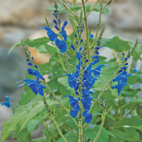 Arrow-leaf Sage (Salvia microphylla x sagittata)