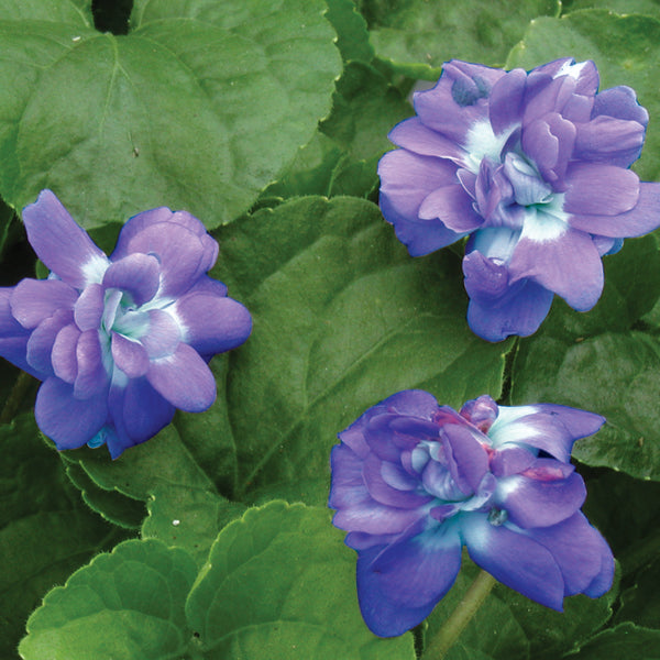 Parma Violet ‘Marie Louise’ (Viola hybrid)