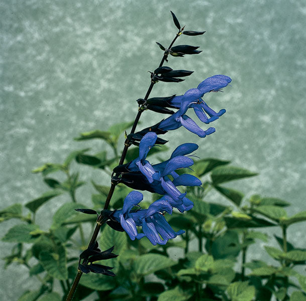 Salvia ‘Black & Blue’ (Salvia guaranitica)
