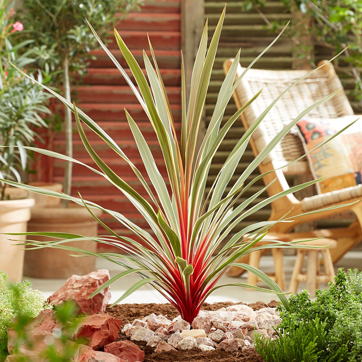 Cordyline 'Magic Star' colorful foliage plant for sale