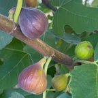 Fig Tree 'Hartford Hardy' for sale - edible fig tree