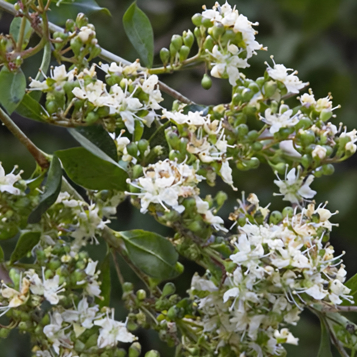 Henna plant for sale
