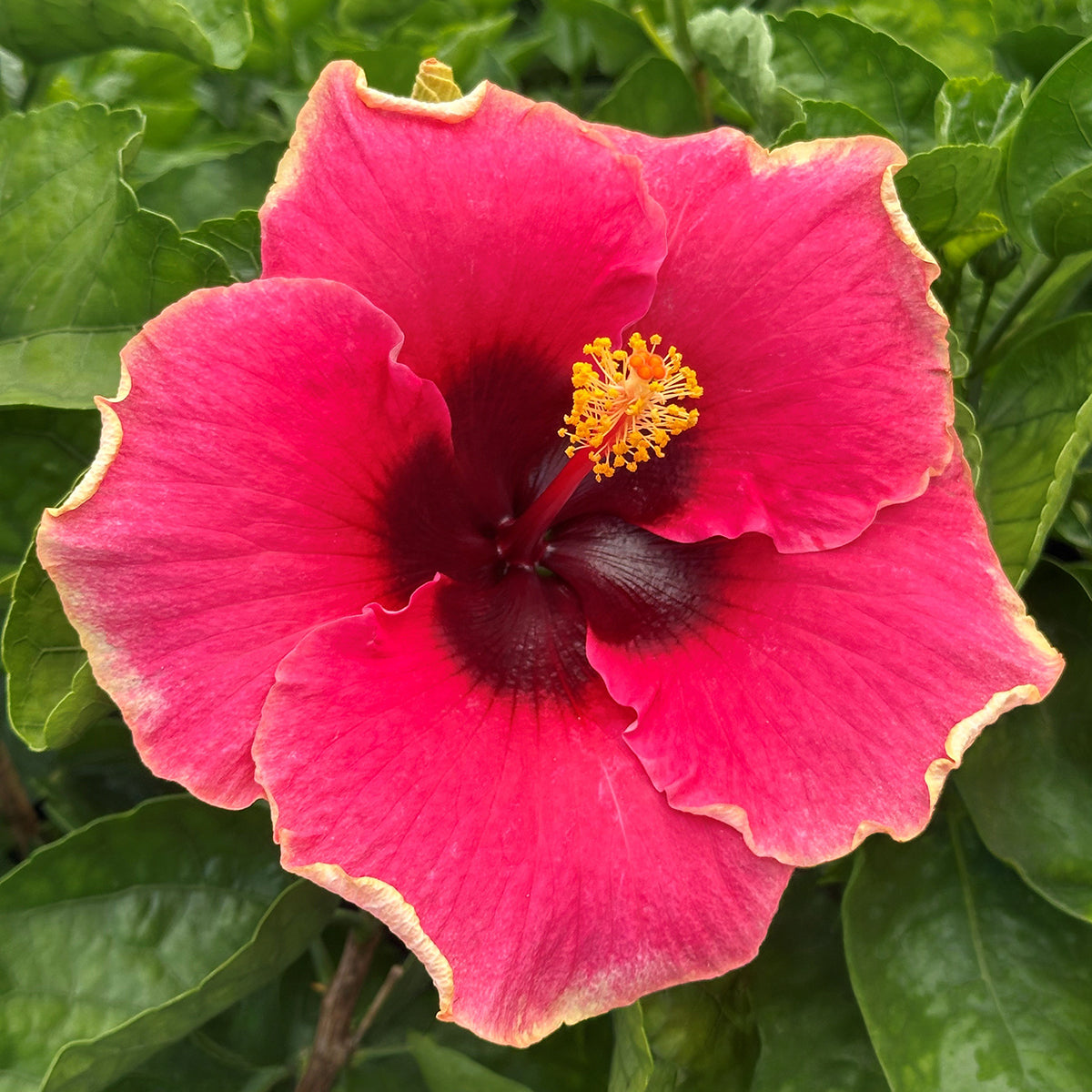 Hibiscus 'Randy Henson's Legacy' bloom with reddish pink petals with dark red heart