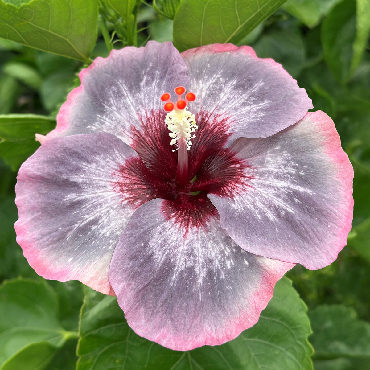Hibiscus 'Sparkling Water' bloom with light purple gray petals, pink petal edges and a maroon heart, surrounded by green foliage.