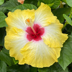 Hibiscus Fiesta del Sol bright yellow flower with a cranberry red center