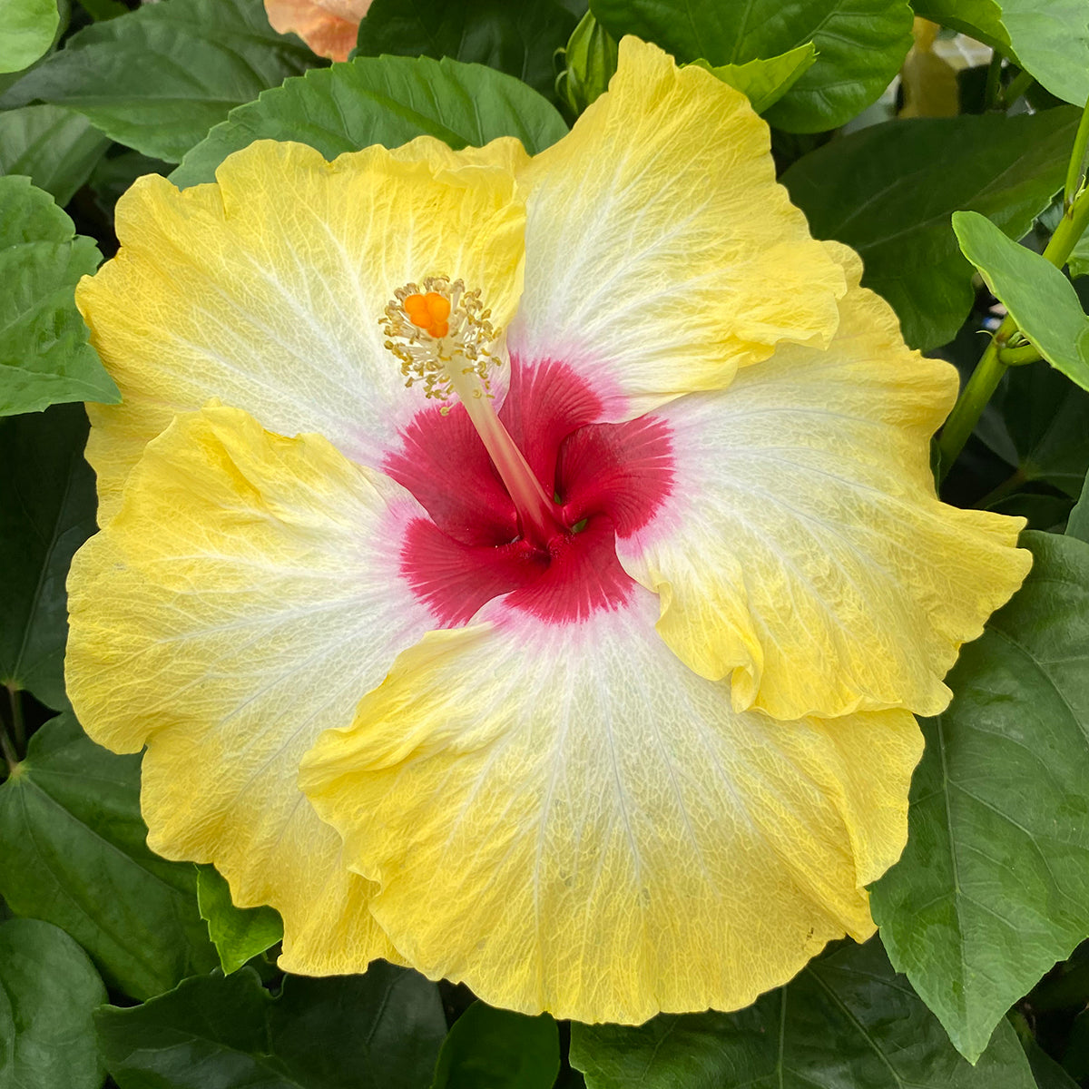 Hibiscus Fiesta del Sol bright yellow flower with a cranberry red center