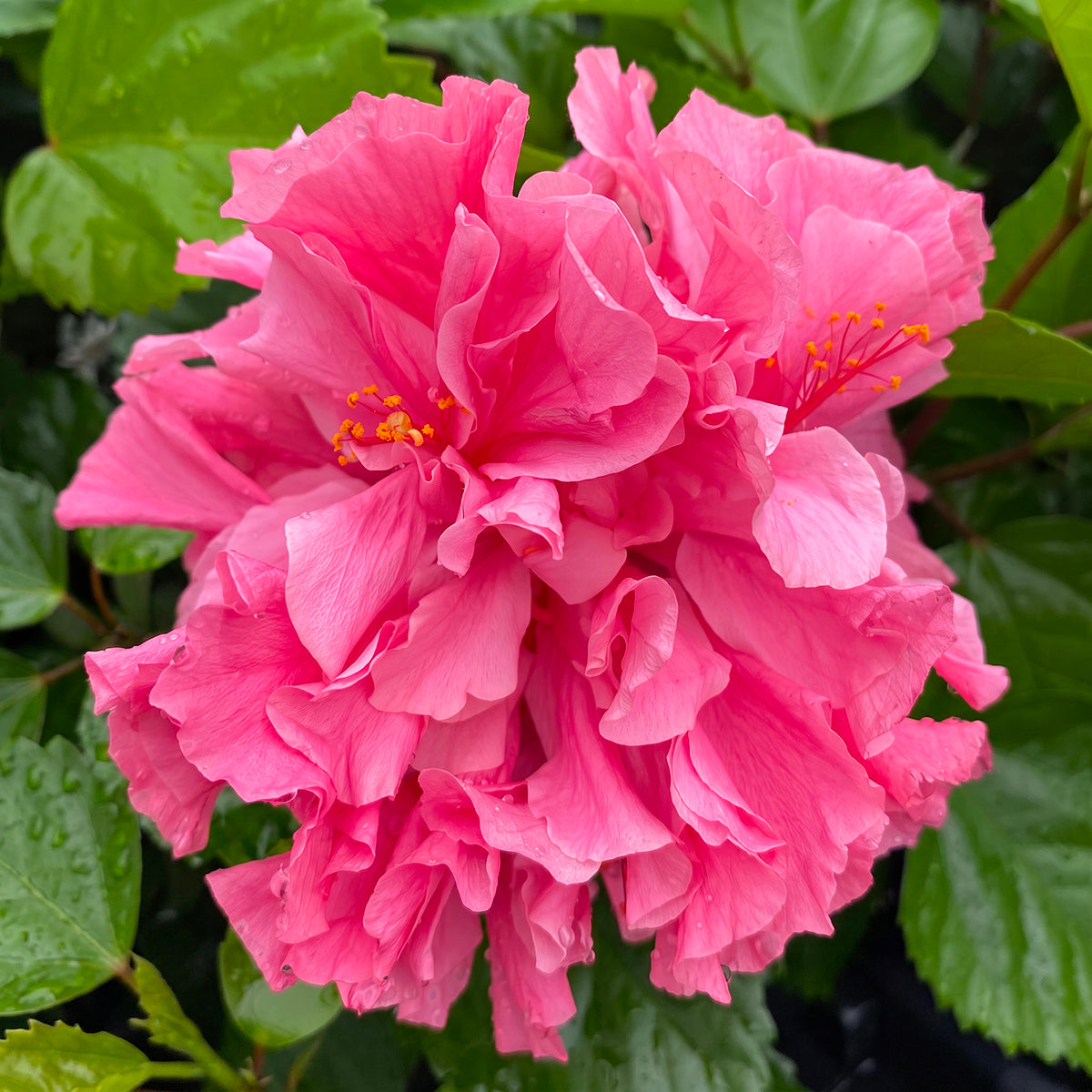 Hibiscus ‘Kona’ plant for sale