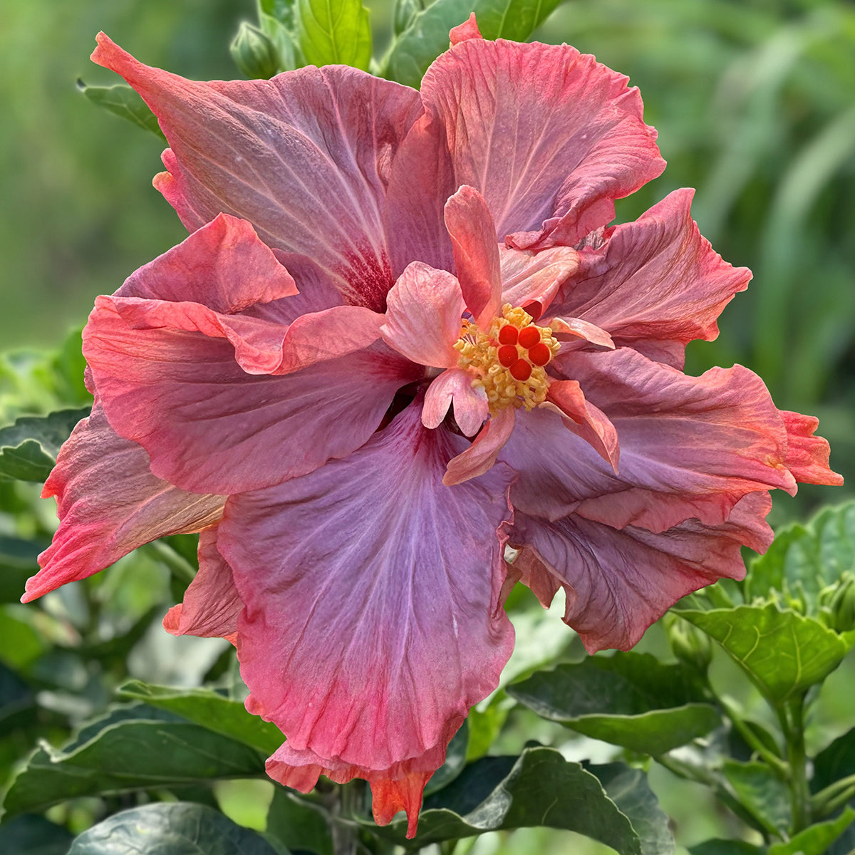 Hibiscus ‘Queen of Dreams’ (Hibiscus rosa-sinensis hybrid)