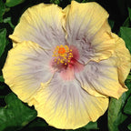 Hibiscus 'Voodoo Queen' (Hibiscus rosa-sinensis hybrid)