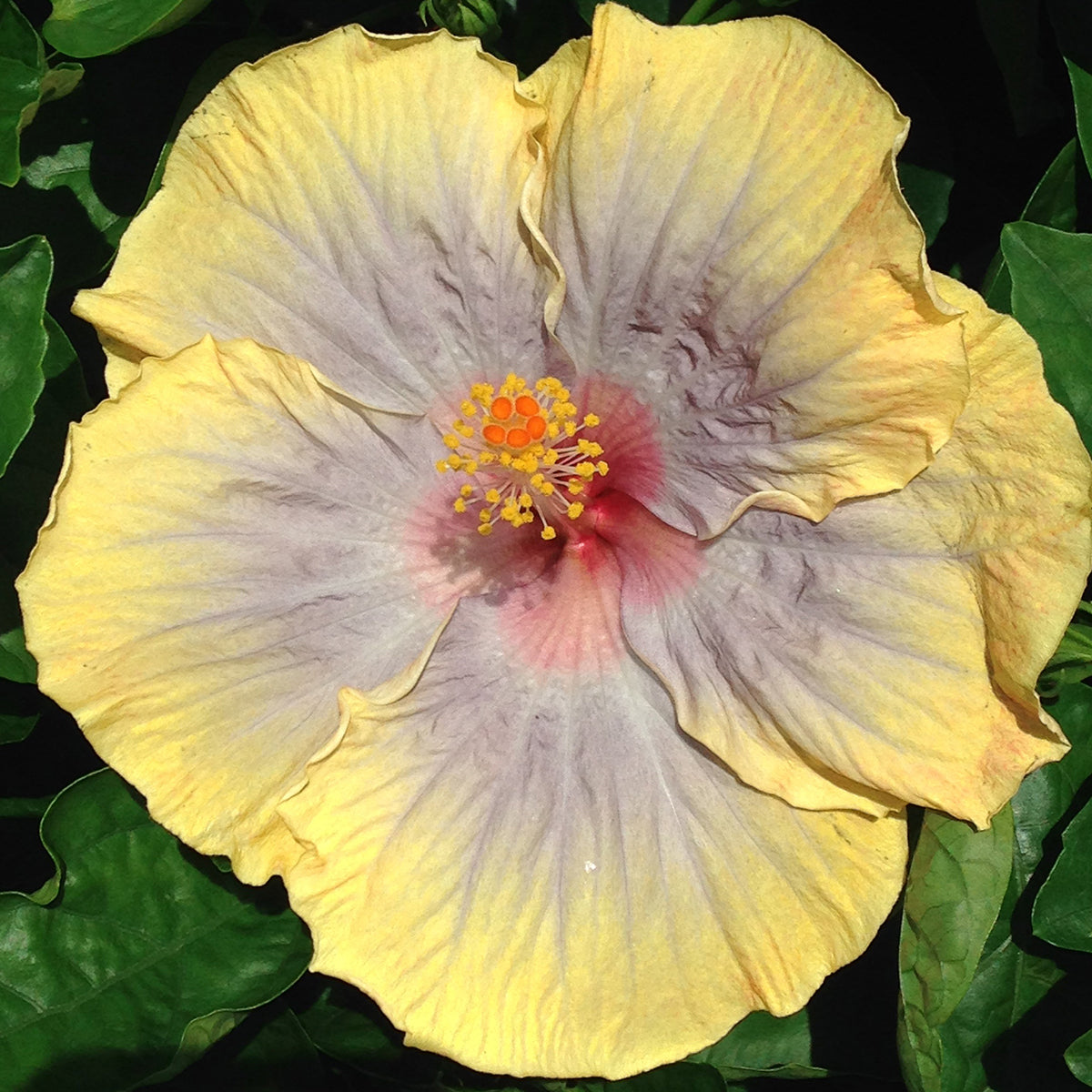 Hibiscus 'Voodoo Queen' (Hibiscus rosa-sinensis hybrid)
