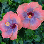 Hibiscus Voodoo Queen tropical flowering plant for sale
