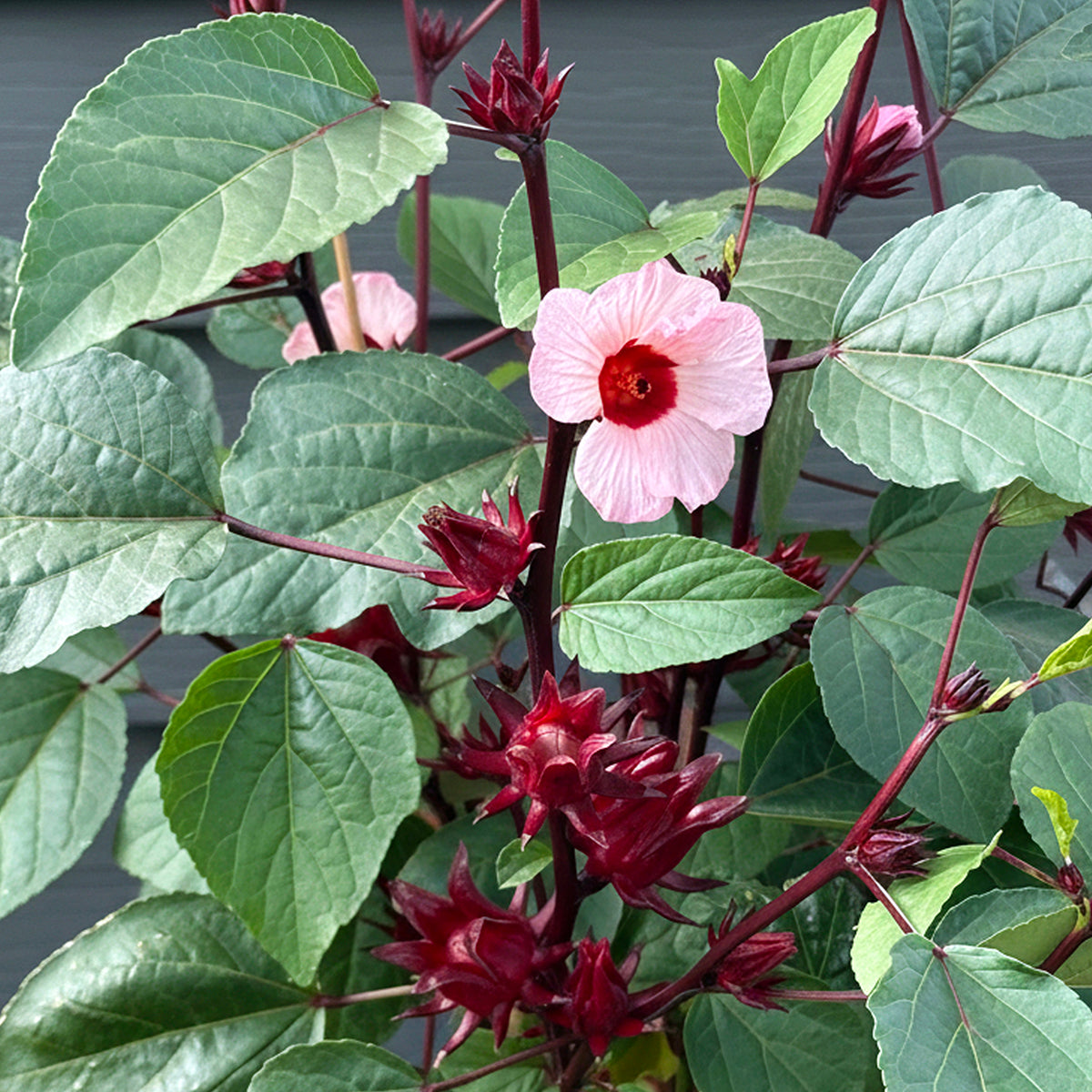 hibiscus house plants for sale Roselle Jamaican Hibiscus Tea Plant For Sale – Logee's Plants