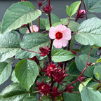 Roselle Jamaican Hibiscus Tea Plant (Hibiscus sabdariffa)