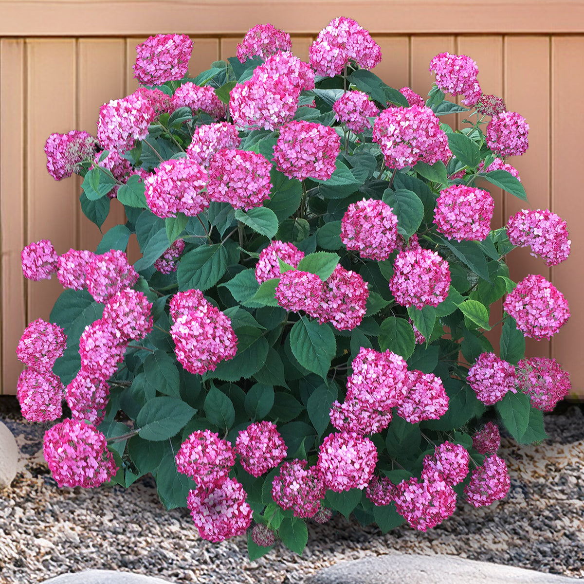 Hydrangea INVINCIBELLE® Ruby PP for Sale
