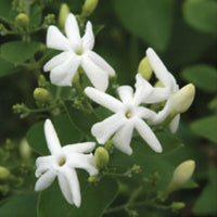 Indian-Jui-Jasmine-Jasminum-molle-jasmine-for-sale-600x600_1 (jasmine-flowers)