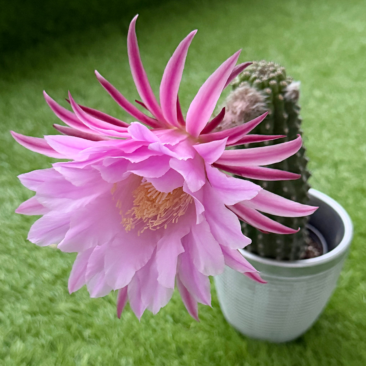 bumpy cactus with a large pink flower