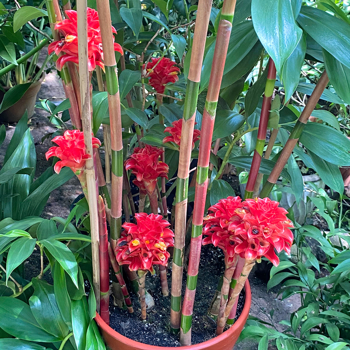 potted ginger plant Indonesian Wax Ginger For Sale – Logee's Plants