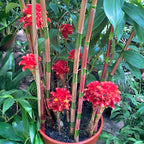 Indonesian Wax Ginger - potted plant for sale