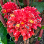 Indonesian Wax Ginger - potted plant for sale