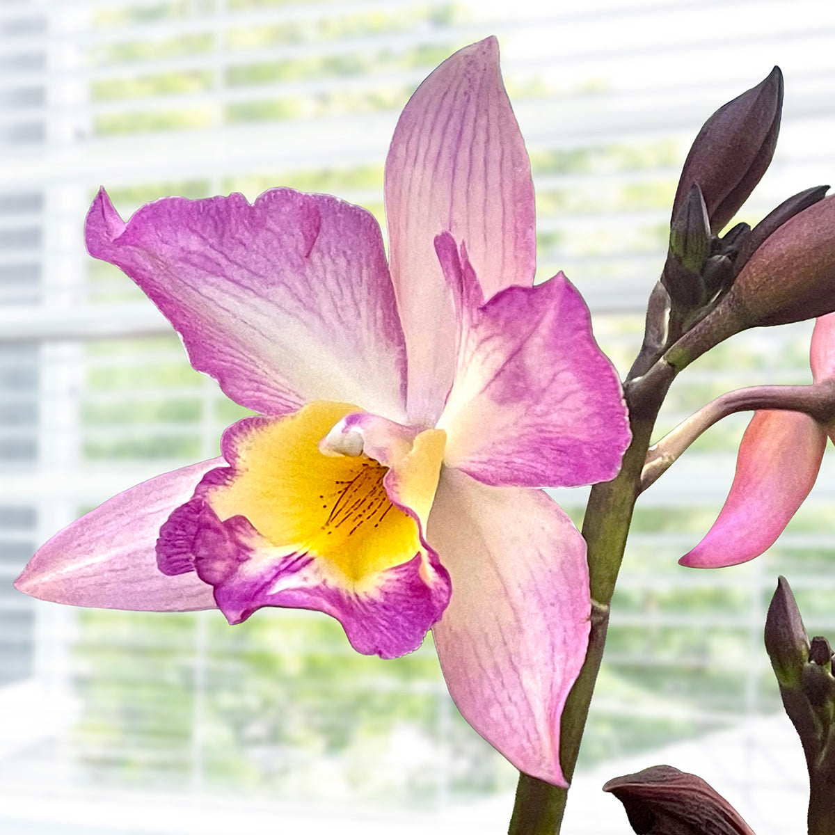 Iwan. Orchid Apple Blossom - potted plant for sale