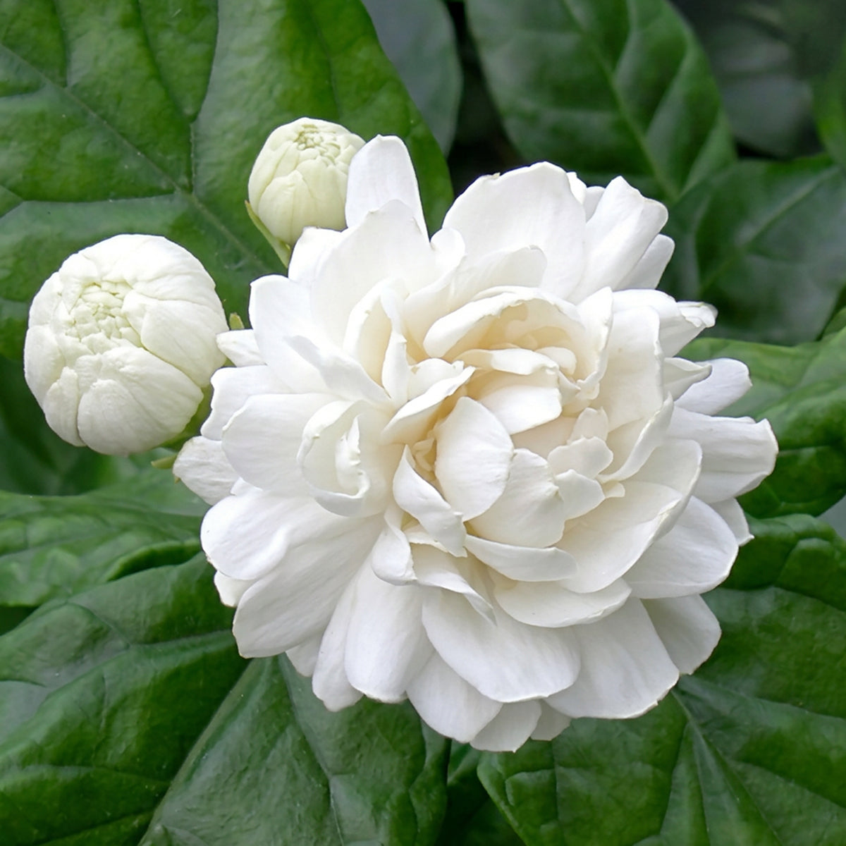 Jasmine flower with jasmine flower buds and green foliage