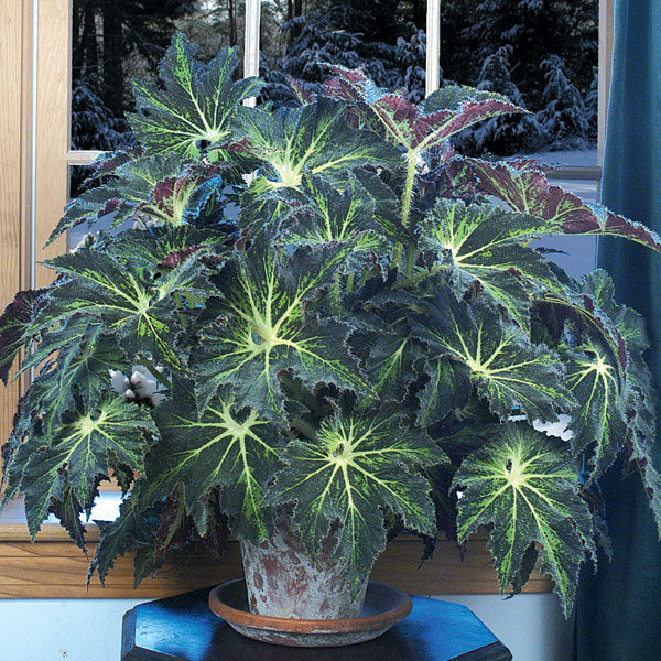 Begonia ‘Palomar Prince’ (Begonia rhizomatous hybrid)