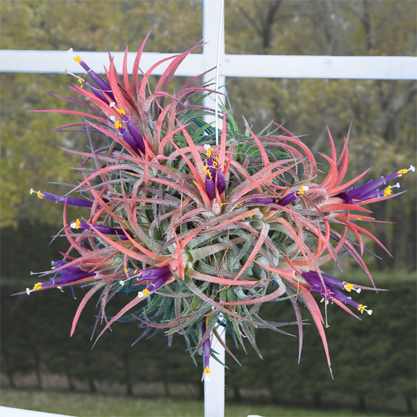 Tillandsia Ionantha Ball