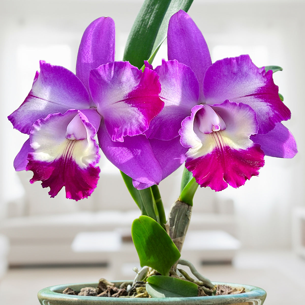 Lc. Orchid Mari’s Love ‘Taka’ - potted plant for sale