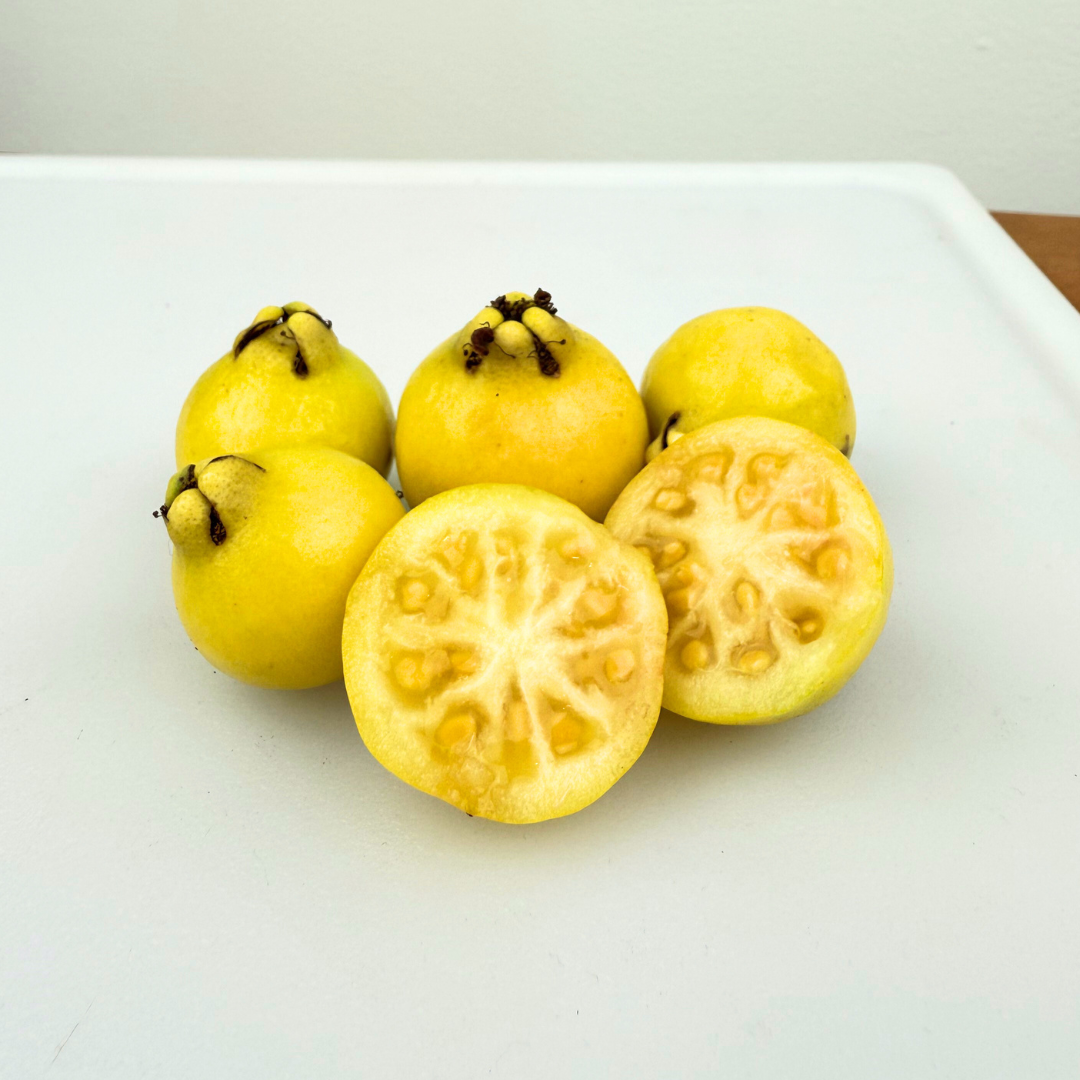 Lemon Guava Tree (Psidium littorale)