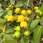 Lemon Guava Tree (Psidium littorale)