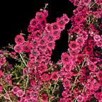 Leptospermum 'Ruby Glow' abundant pink flowers on stems with small green leaves