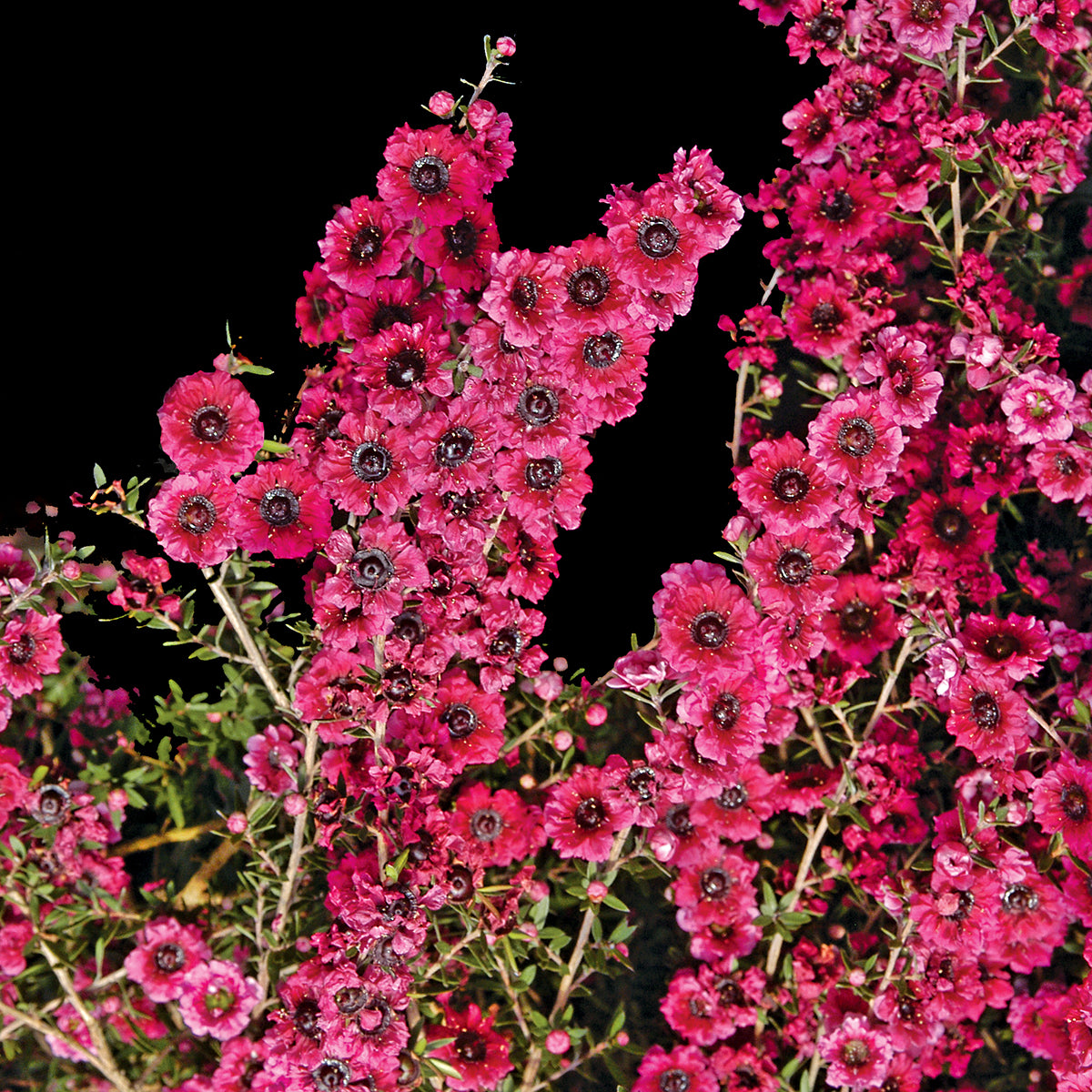 Leptospermum 'Ruby Glow' abundant pink flowers on stems with small green leaves