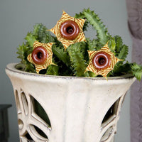 Life-Saver-Plant-Huernia-zebrina-plants-for-the-office (best-office-plants)
